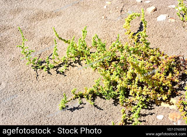 Prickly glasswort or prickly saltwort (Salsola kali or Kali turgidum) is an annual plant native to coast dunes to Eurasia and northern Africa