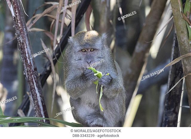 Asia, Indonesia, Borneo, Tanjung Puting National Park, Crab-eating macaque or long-tailed macaque (Macaca fascicularis), adlut male near by the water