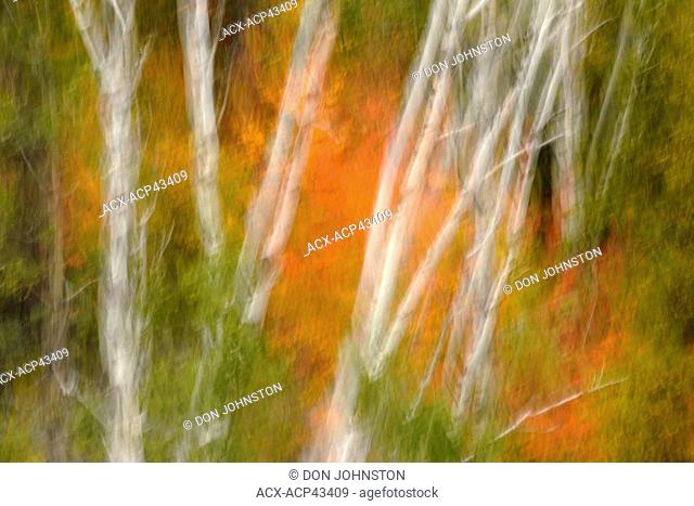 Autumn pincherry leaves and birch trees Camera movement, Greater Sudbury, Ontario, Canada