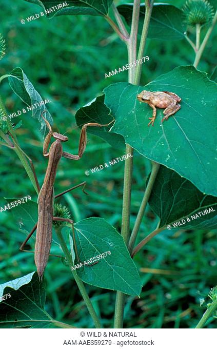 Praying Mantis with Spring Peeper Treefrog Prey (Tenodera aridifolia simensis)