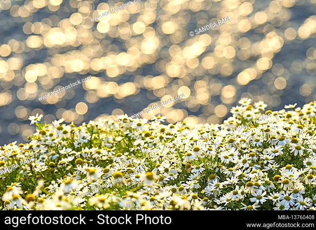 Chamomile flowers and sparkling sea, Sumburgh Head, Scotland, Shetland Islands
