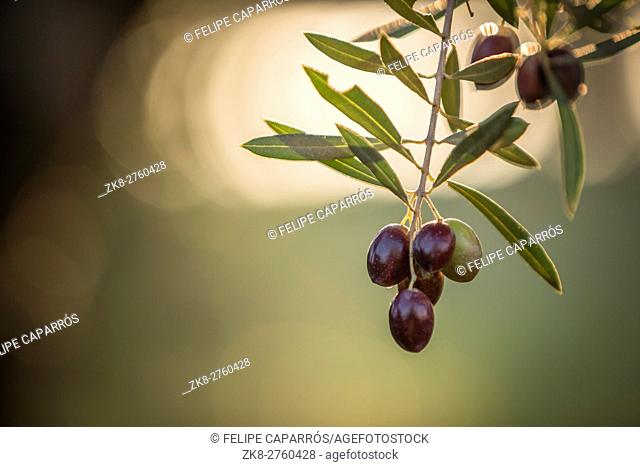 Olives on olive tree at sunset near Jaen, Spain