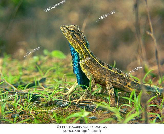 Fan-throated Lizard- male (Sitana ponticeriana) in a forest with head up, Kaas Maharashtra, India