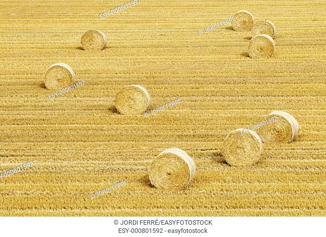 Barley field, Aberdeen region, Scotland, United Kingdom, Europe
