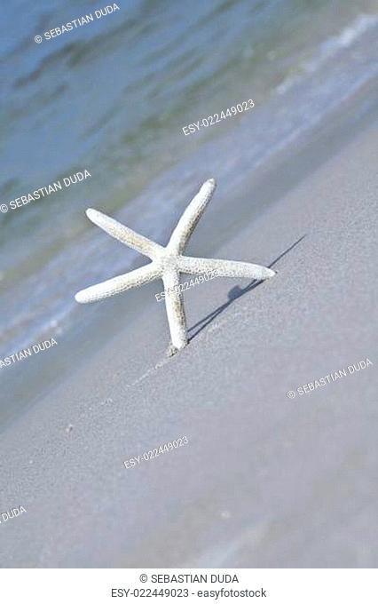 Seastar on a beach