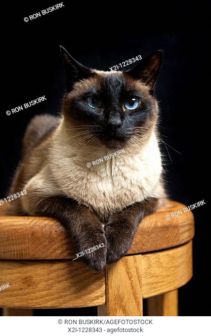 Full grown adult Seal Point Siamese cat sitting on wooden stool