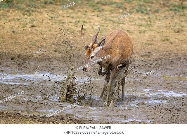 Red Deer Cervus elaphus young stag, kicking water over body in wallow, during rutting season, Minsmere RSPB Reserve, Suffolk, England, october