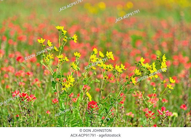 Hill Country wildlfowers- Texas paintbrush (Castilleja indivisa) and Engelmann daisy (Engelmannia peristenia), Johnson City, Texas, USA