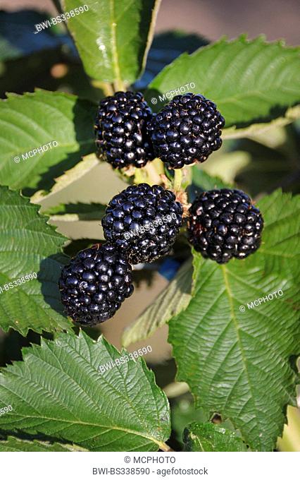 shrubby blackberry (Rubus fruticosus 'Chester Thornless', Rubus fruticosus Chester Thornless), cultivar Chester Thornless