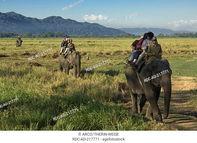 Tourists riding on Asian Elephants, Kaziranga national park, Assam, India, Elephas maximus