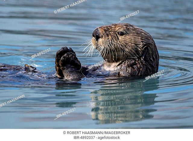 Sea otter (Enhydra lutris) floats on the back, animal portrait, Seward, Alaska, USA