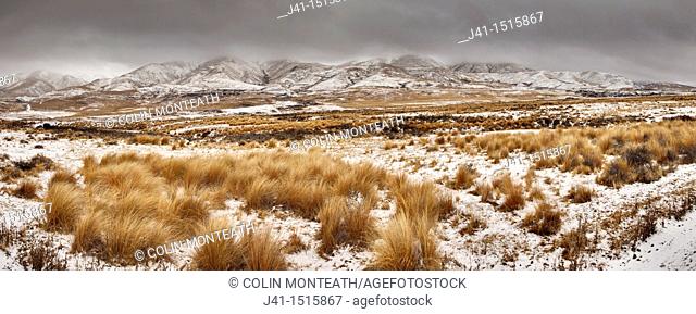 Snow covered tussock grass, winter snowstorm on Hawkdun Range, panorama near St Bathans, Central Otago, South Island, New Zealand