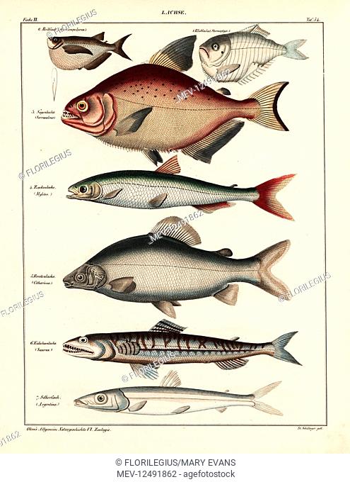 Sweeper, Gasteropelecus, hatchetfish, Sternoptyx, piranha, Serrasalmus rhombeus, African characidae, Myletes species, lutefish, Citharinus citharus, ladyfish