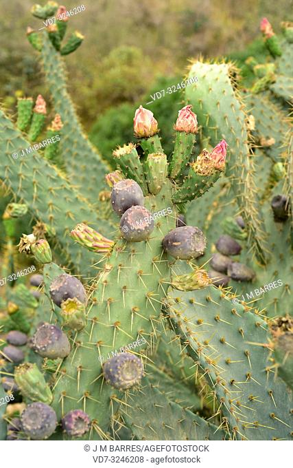 Cow tongue prickly pear (Opuntia engelmannii linguiformis) is a spiny and succulent plant native to Texas and naturalized in other temperate regions
