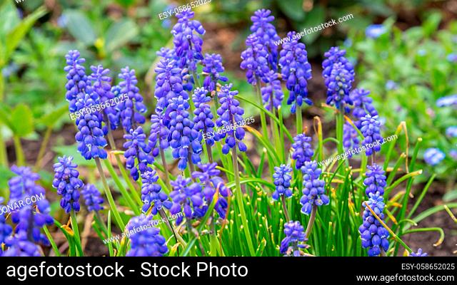 Fresh blue grape hyacinth in the garden during spring