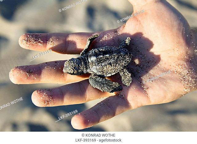 Loggerhead Sea Turtle, hatchling in child's hand, Caretta caretta, lycian coast, Mediterranean Sea, Turkey