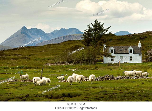Sheep grazing on the Isle of Skye