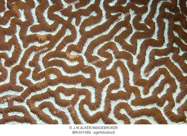 Brain Coral (Platygyra daedalea), Maldives, South Asia
