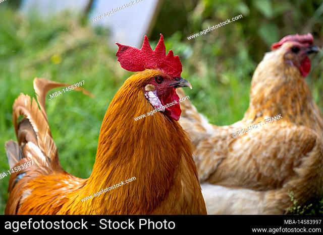 Domestic fowl (Gallus gallus domesticus), rooster