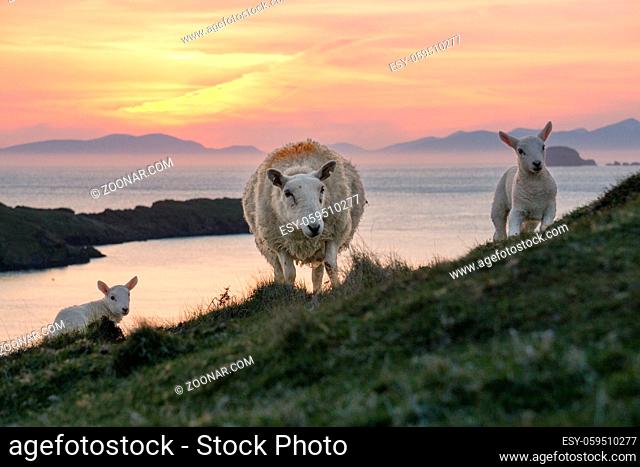 Female sheep and their two lambs on the Isle of Skye. In the background the sun is setting behind the Outer Hebrides