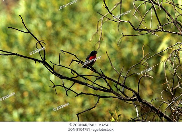 Male Mistletoebird ( Dicaeum hirundinaceum ) sitting on a branch, Dongara Western Australia