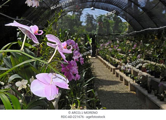 Orchid Greenhouse, Xcaret Ecological Park, near Playa del Carmen, Riviera Maya, Quintana Roo, Yucatan, Mexico