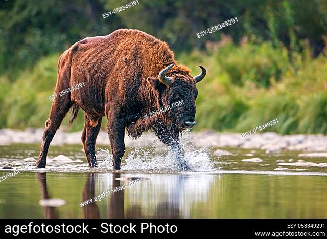 Huge bull of european bison, bison bonasus, crossing a river. Majestic wild animal splashing water with droplets flying around