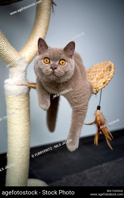 playful 6 month old lilac british shorthair kitten on scratching post looking at camera curiously