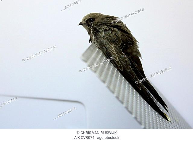 Vagrant first-winter Pallid Swift (Apus pallidus) taken into care in the Netherlands