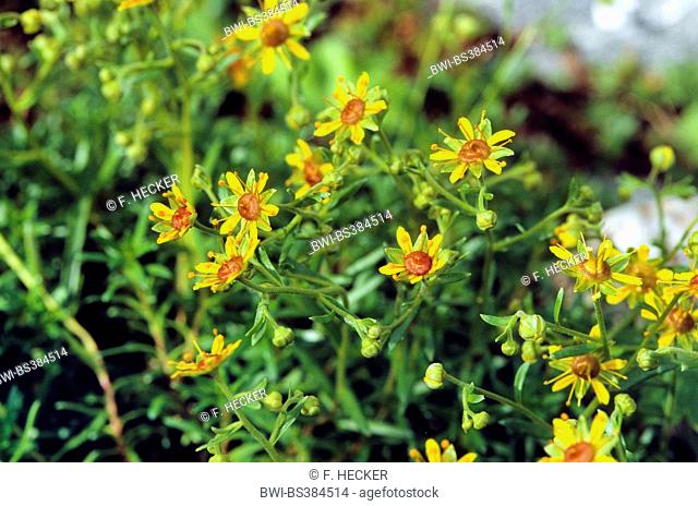 yellow saxifrage, yellow mountain saxifrage, evergreen saxifrage (Saxifraga aizoides), blooming, Germany