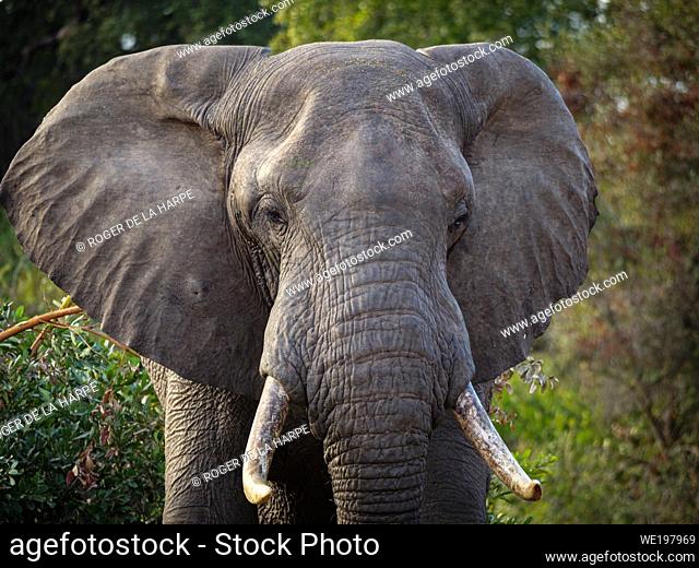 African bush elephant (Loxodonta africana), or African savanna elephant. Mpumalanga. South Africa