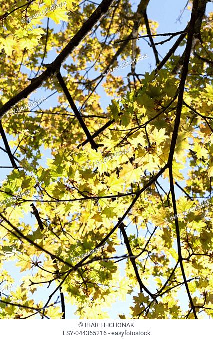 bright yellow maple foliage in spring, bright sunny weather in the forest, view from below