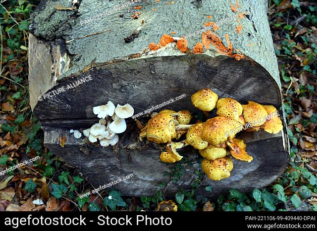 22 October 2022, Mecklenburg-Western Pomerania, Nienhagen: Various species of mushrooms grow in the ""Ghost Forest"" on a sawed-off tree trunk