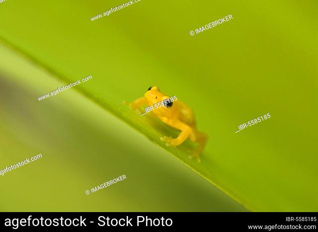 Golden poison dart frog (Colostethus beebei) adult, on giant tank Bromeliad (Brocchinia micrantha), Kaieteur Falls, Kaieteur N. P. Guyana