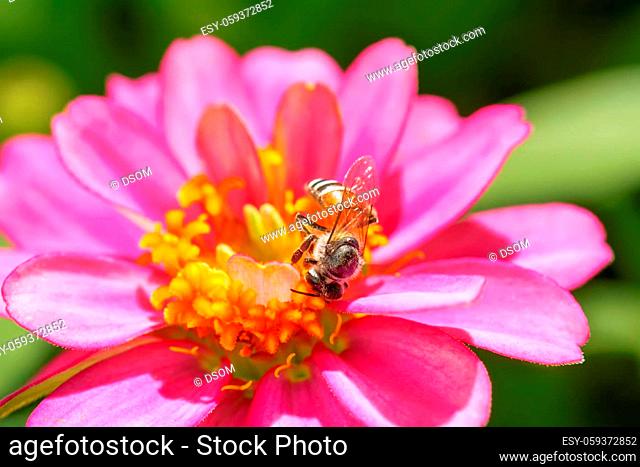 Zinnia elegans on a nature background