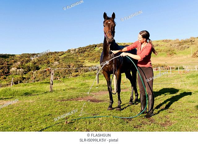 Mid adult woman washing horse with hosepipe