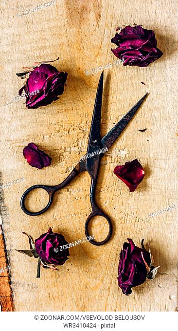 Old Scissors with Dry Roses Buds. View from Above