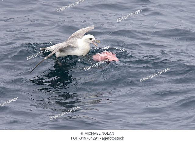 Northern fulmar Fulmarus glacialis feeding on dolphin carion from recent Orca kill in the Barents Sea south of Bear Island just off the continental shelf