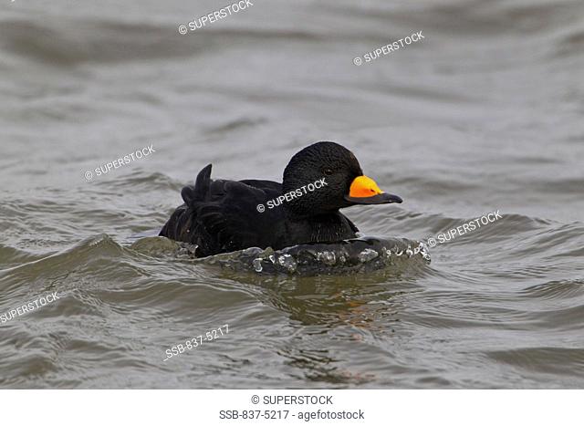 USA, New Jersey, Black Scoter Duck on water at Barnegat Lighthouse