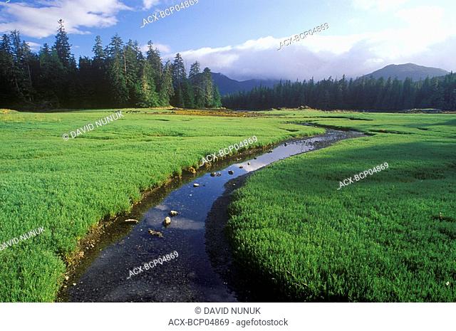 Glasswort beds, Burnaby Island, Gwaii Haanas National Park reserve, British Columbia, Canada