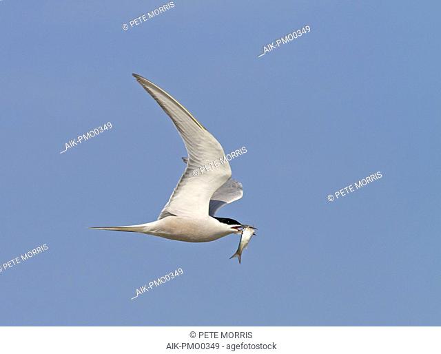 Common tern (Sterna hirundo longipennis) in flight with fish