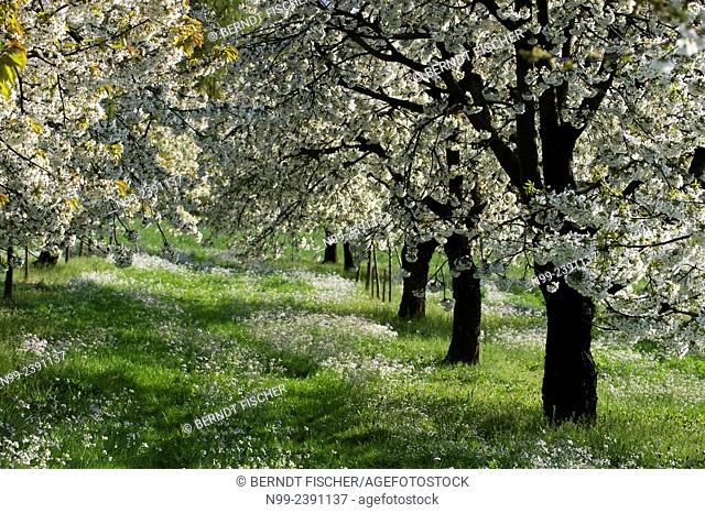 Cherry orchard in spring, Franconia, Bavaria, Germany