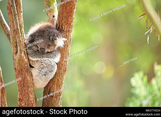 Koala, Phascolarctos cinereus, Victoria, Australia