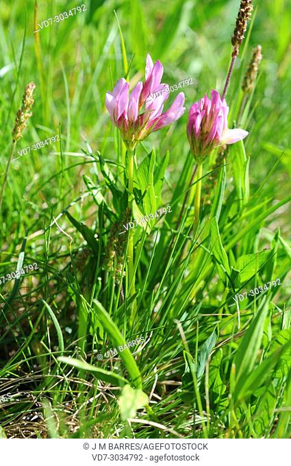 Alpine clover (Trifolium alpinum) is a perennial herb native to Europe mountains (Alps, Apennines, Pyrenees). This photo was taken in Valle de Aran