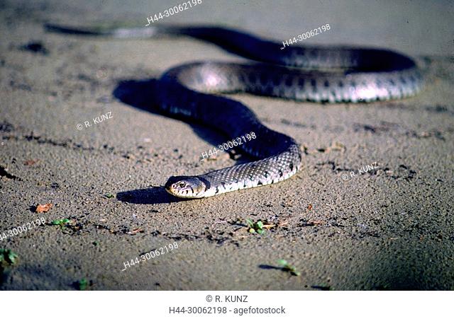 Grass snake, Natrix natrix, Colubridae, snake, reptile, animal, dam of Klingau, Naturschutzgebiet, wetland, Canton of Aargau, Switzerland