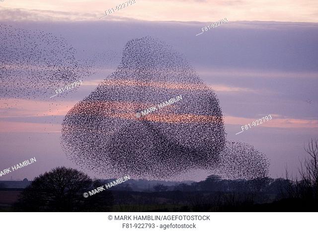 Starling Sturnus vulgaris flock in tight formation to avoid predation from peregrine  Scotland  December 2008