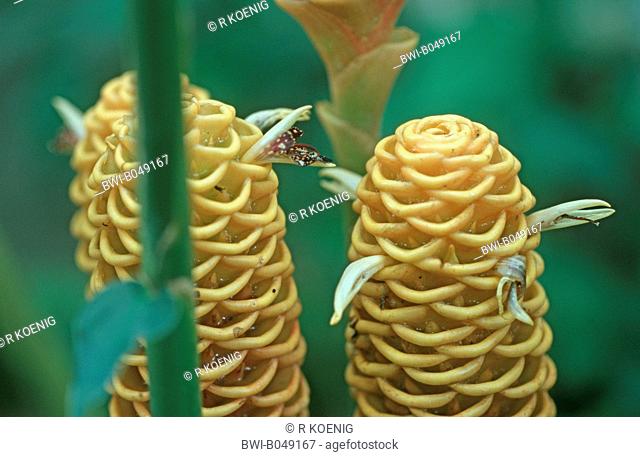Black Gingerwort, Beehive Ginger Zingiber spectabile, inflorescences