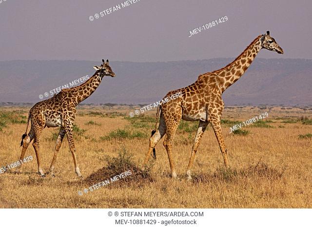 Masai Giraffe - family (Giraffa camelopardalis tippelski). Maasai Mara - Kenya