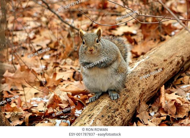 Gray Squirrel Sciurus carolinensis