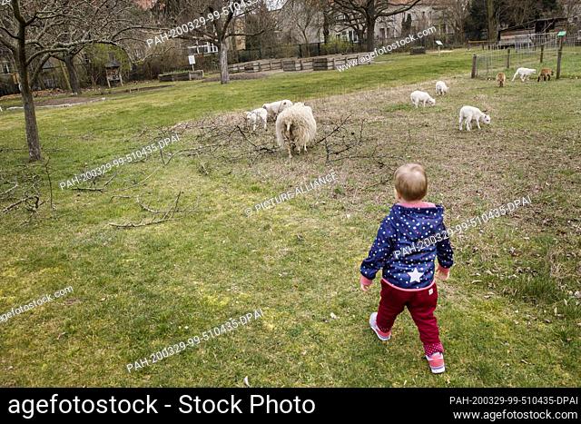 17 March 2020, Berlin: The girl Ida runs after sheep on the grounds of the August-Heyn-Gartenarbeitsschule. The August-Heyn-Gartenarbeitsschule is Berlin's...